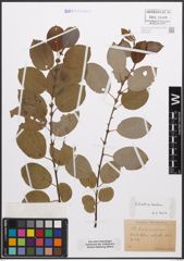 Foto von Salix caprea L. x Salix nigricans Sm.